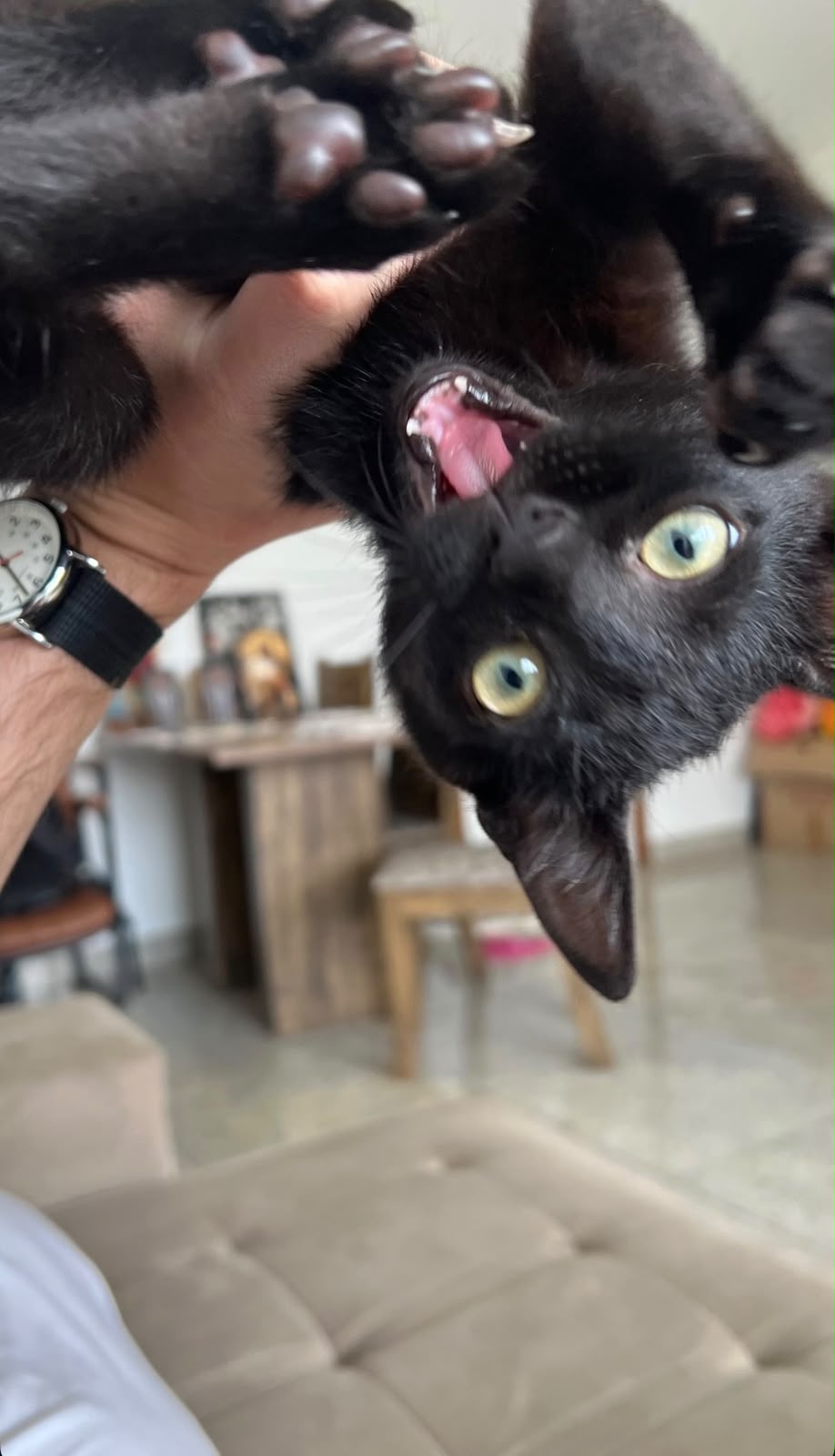 Gato